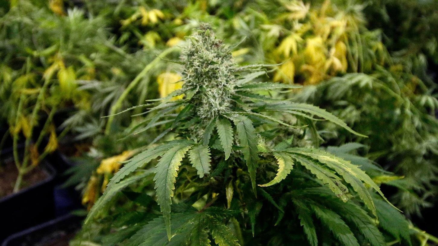 In Italien dürfte schon im nächsten Jahr über eine Legalisierung des Anbaus von Cannabis abgestimmt werden.
In Italien dürfte schon im nächsten Jahr über eine Legalisierung des Anbaus von Cannabis abgestimmt werden.