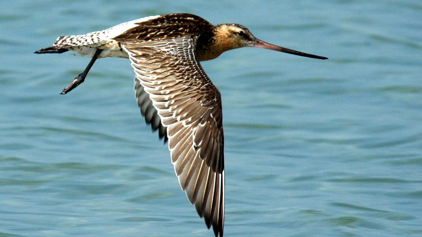 Die scheue Pfuhlschnepfe - ein 40 Zentimeter großer Vogel mit flacher Brust, braun-weiß quergestreiftem Schwanz und einem langen, leicht nach oben gebogenen Schnabel - ist ein echter Marathon- Flieger.