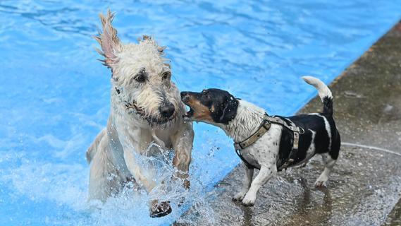 Badetag für Vierbeiner: Nasse und glückliche Hunde im Freibad