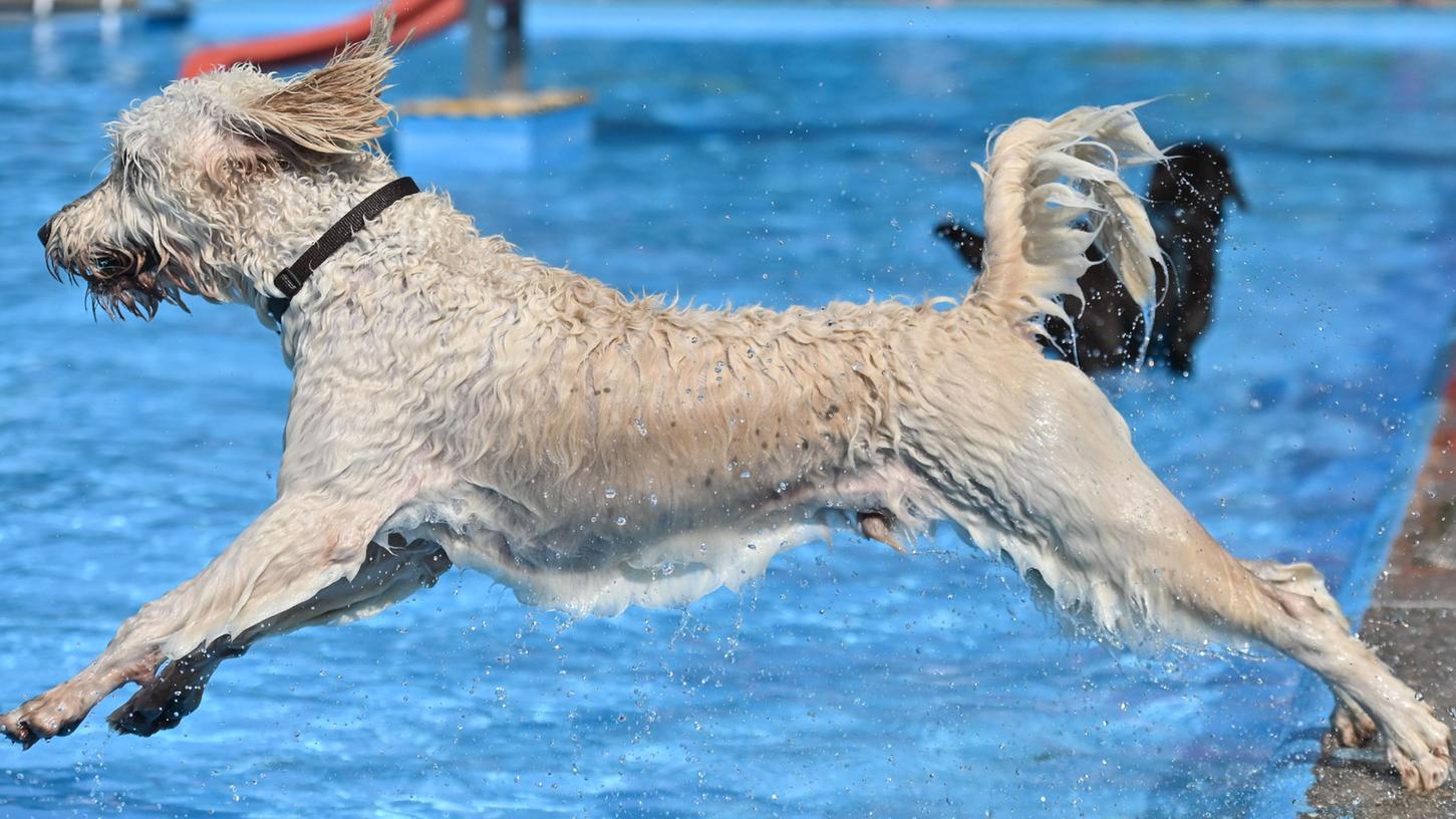 Keine Wasserratte, aber offensichtlich ein Wasserhund: Mit viel Freude springt dieser Vierbeiner ins kühle Nass des Thalmässinger Freibads.