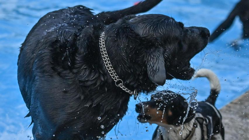 Wenn die Hunde sprechen könnten, würden sie dem wohl beipflichten. Bis 15 Uhr hatten diese die Gelegenheit, den sonnigen Spätsommertag am und im Pool zu genießen. 