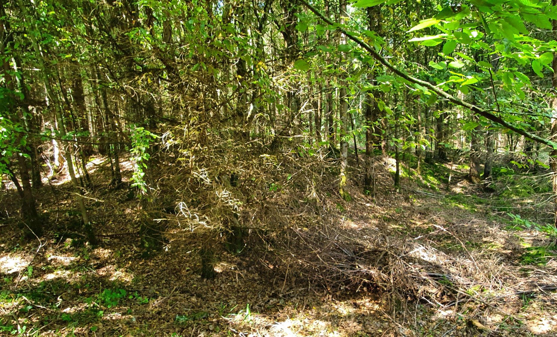 Viereckschanze aus der Keltenzeit in Dietfurt entdeckt