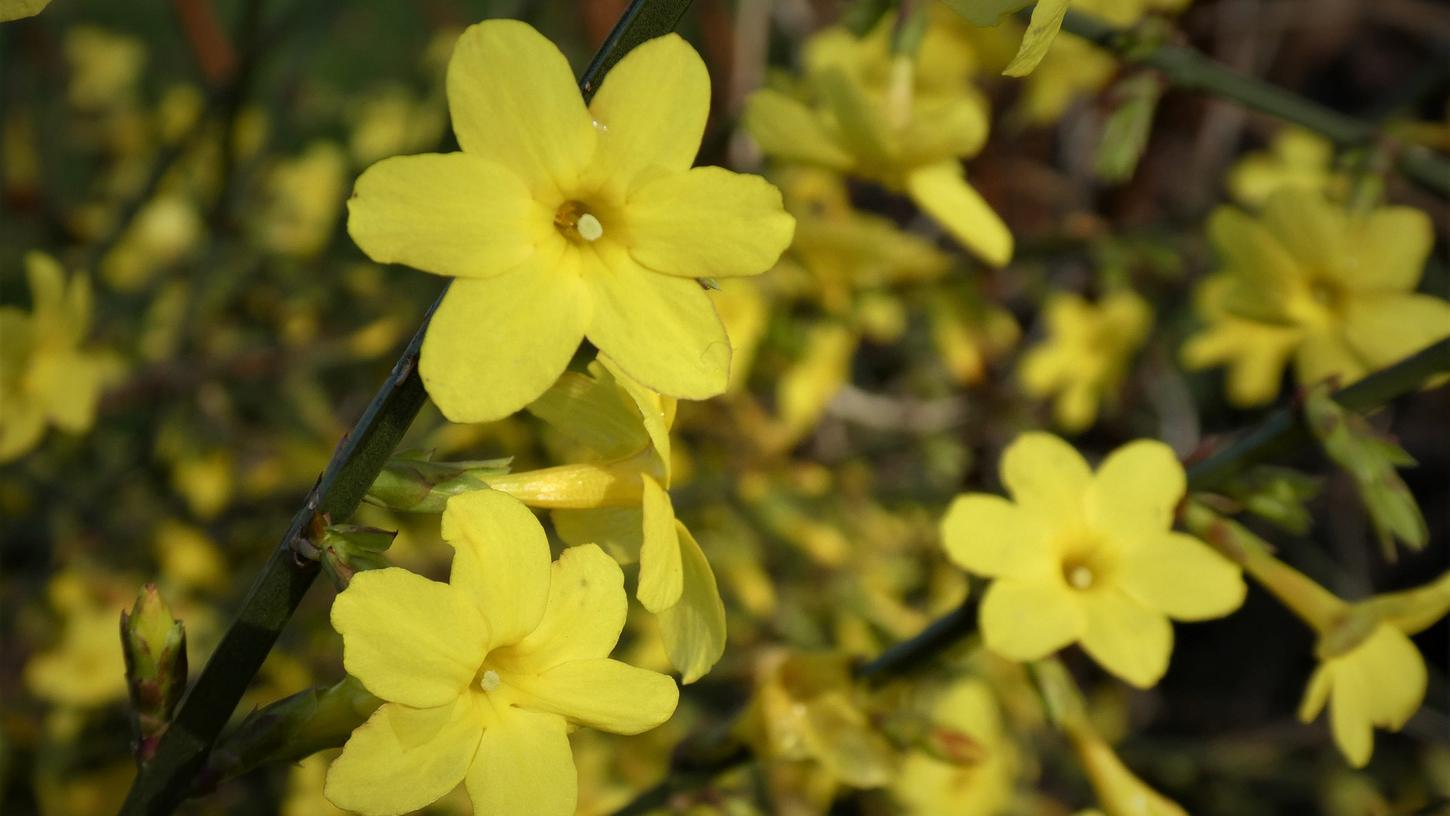Im Winter muss der Garten nicht trist und grau aussehen - dafür sorgt unter anderem der Winterjasmin. Im Winter muss der Garten nicht trist und grau aussehen - dafür sorgt unter anderem der Winterjasmin.