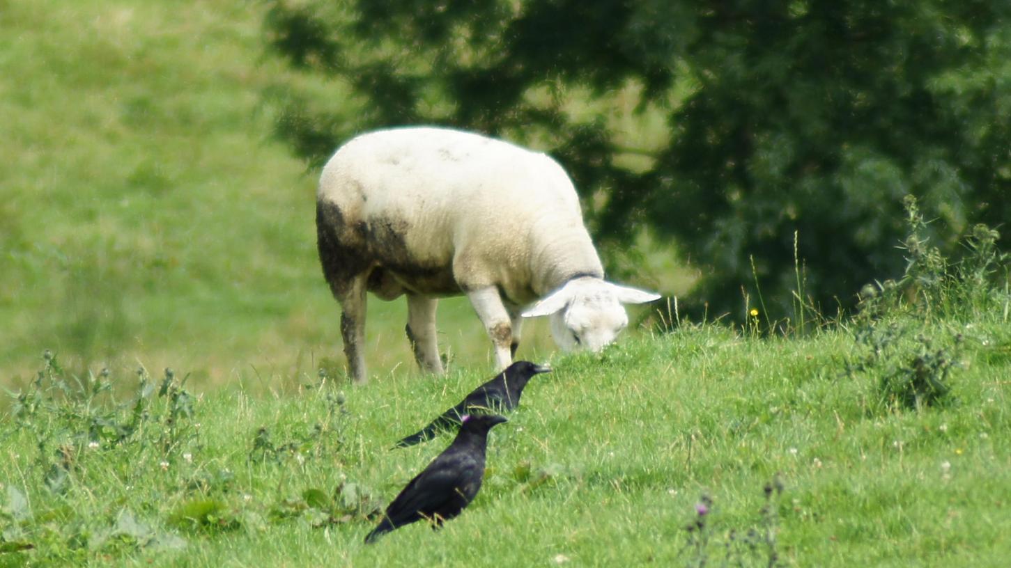 Vor dem Diebstahl wurde der Zaun außer Betrieb gesetzt. (Symbolbild)
Vor dem Diebstahl wurde der Zaun außer Betrieb gesetzt. (Symbolbild)