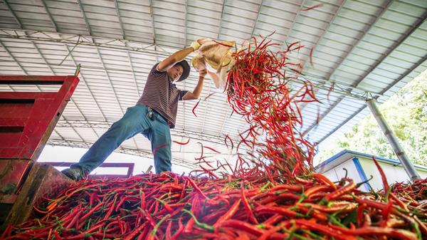 (210912) -- BIJIE, Sept. 12, 2021 -- A villager sorts out harvested chili peppers in Zhaile Township of Nayong County o