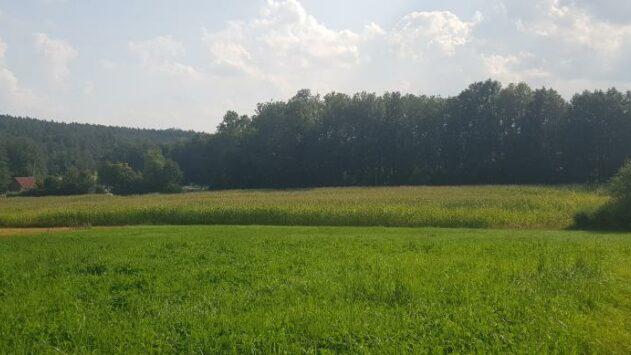 Auf der Fläche mit dem Maisacker am Ortseingang von Unterkrumbach soll ein kleines Gewerbegebiet entstehen. Auf der Fläche mit dem Maisacker am Ortseingang von Unterkrumbach soll ein kleines Gewerbegebiet entstehen.