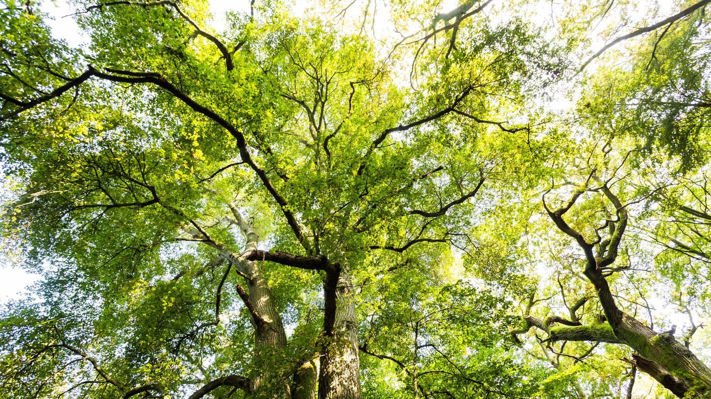 Kennen Sie einen alten Baum? Grüne vergeben Preise für Fotos Kennen Sie einen alten Baum? Grüne vergeben Preise für Fotos