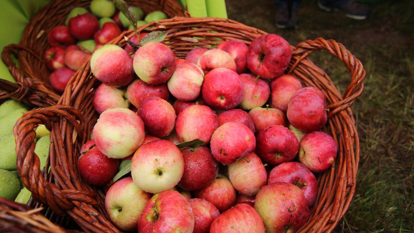Einheimische Apfelsorten sind beim Streuobsttag ein wichtiges Element. 