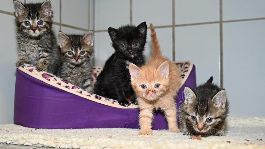 Am 11. September wurden gleich fünf Katzenkinder ins Tierheim Neumarkt gebracht. Sie wurden mutterlos in einem Schuppen in Berching, Zum Rachental, gefunden. Nachdem die etwa sechs bis sieben Wochen alten Kätzchen sehr zutraulich sind, muss davon ausgegangen werden, dass sie schon einmal Kontakt zu Menschen hatten. Wo in dieser Gegend kam eine Katzenmutter ohne ihren Nachwuchs nach Hause? Es wäre schön, wenn auf diesem Wege die Katzenfamilie wieder zusammengeführt werden könnte. Um die Ausbreitung der Pandemie nicht zu fördern und um unsere Mitarbeiter und Besucher zu schützen, wurde das Tierheim Neumarkt komplett für Besucher, Gassigeher und Katzenstreichler geschlossen. Um den Tieren jedoch nicht die Chance auf ein neues Zuhause zu verbauen, finden Tiervermittlung und Beratung dennoch telefonisch beziehungsweise nach vorheriger Terminvereinbarung zwischen 14.30 und 17 Uhr unter Telefon (0 91 81) 2 28 62 statt. In Notfällen und im Falle von Fundtieren ist das Tierheim ebenfalls unter dieser Telefonnummer erreichbar. Hier geht es zur Internet-Seite des Tierheims
Am 11. September wurden gleich fünf Katzenkinder ins Tierheim Neumarkt gebracht. Sie wurden mutterlos in einem Schuppen in Berching, Zum Rachental, gefunden. Nachdem die etwa sechs bis sieben Wochen alten Kätzchen sehr zutraulich sind, muss davon ausgegangen werden, dass sie schon einmal Kontakt zu Menschen hatten. Wo in dieser Gegend kam eine Katzenmutter ohne ihren Nachwuchs nach Hause? Es wäre schön, wenn auf diesem Wege die Katzenfamilie wieder zusammengeführt werden könnte. Um die Ausbreitung der Pandemie nicht zu fördern und um unsere Mitarbeiter und Besucher zu schützen, wurde das Tierheim Neumarkt komplett für Besucher, Gassigeher und Katzenstreichler geschlossen. Um den Tieren jedoch nicht die Chance auf ein neues Zuhause zu verbauen, finden Tiervermittlung und Beratung dennoch telefonisch beziehungsweise nach vorheriger Terminvereinbarung zwischen 14.30 und 17 Uhr unter Telefon (0 91 81) 2 28 62 statt. In Notfällen und im Falle von Fundtieren ist das Tierheim ebenfalls unter dieser Telefonnummer erreichbar. Hier geht es zur Internet-Seite des Tierheims