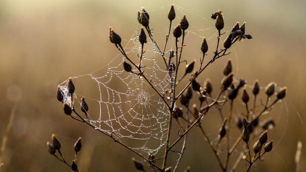 Verblühte Stauden können im Herbst und Winter auch ganz reizvoll wirken.