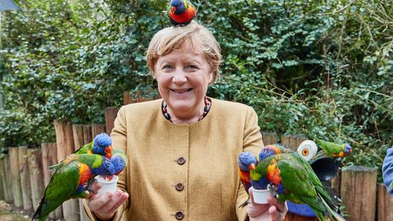 Ein Platz auf dem Staatsoberhaupt: Weder Angela Merkel noch die australischen Papageien zeigten sich scheu. 