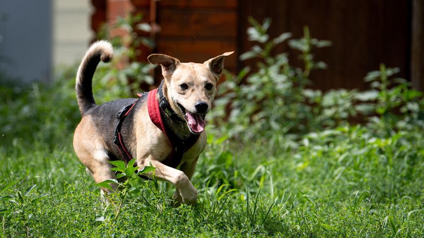 Ein ruhiges neues Umfeld sucht auch Mischling Jack. Er ist aus einem anderen Tierheim in die Stadenstraße gekommen. Er sucht Menschen, die ihm Ruhe und Gelassenheit vermitteln. Denn Jack muss lernen, runterzufahren und nicht den ganzen Tag Vollgas zu geben. Er ist sehr hibbelig und findet momentan schwer Ruhe. Am besten ist deshalb geistige Auslastung. Mantrailing haben die Tierheim-Mitarbeiter deshalb schon mit ihm ausprobiert. Das hat dem vier Jahre alten Mischling großen Spaß gemacht. Jack fährt im Auto mit, verträgt es aber nicht gut. Aber Übung sollte helfen. Allgemein muss er noch etwas erzogen werden. Kinder ab fünf Jahren kennt er, mit anderen Hunden ist es wie bei Katze Gerda: je nach Sympathie. Nur Kleintiere sind keine gute Idee: Jack hat einen starken Jagdtrieb.
Mehr Informationen gibt es beim Tierheim Nürnberg, Stadenstraße 90, 90491 Nürnberg, Telefon (0911) 919890.
Ein ruhiges neues Umfeld sucht auch Mischling Jack. Er ist aus einem anderen Tierheim in die Stadenstraße gekommen. Er sucht Menschen, die ihm Ruhe und Gelassenheit vermitteln. Denn Jack muss lernen, runterzufahren und nicht den ganzen Tag Vollgas zu geben. Er ist sehr hibbelig und findet momentan schwer Ruhe. Am besten ist deshalb geistige Auslastung. Mantrailing haben die Tierheim-Mitarbeiter deshalb schon mit ihm ausprobiert. Das hat dem vier Jahre alten Mischling großen Spaß gemacht. Jack fährt im Auto mit, verträgt es aber nicht gut. Aber Übung sollte helfen. Allgemein muss er noch etwas erzogen werden. Kinder ab fünf Jahren kennt er, mit anderen Hunden ist es wie bei Katze Gerda: je nach Sympathie. Nur Kleintiere sind keine gute Idee: Jack hat einen starken Jagdtrieb.
Mehr Informationen gibt es beim Tierheim Nürnberg, Stadenstraße 90, 90491 Nürnberg, Telefon (0911) 919890.