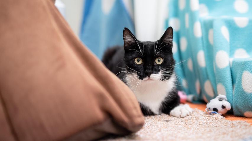 Kater Ernie – Rasse: Europäisch Kurzhaar – ist drei Jahre alt und einer, der „sich seine Leute aussucht“, sagen die Mitarbeiter im Tierheim. Das heißt, dass er zickig werden kann und gerade zu Beginn oft noch unsicher ist. Er benötigt Eingewöhnungszeit. Wenn er jemanden kennt, ist Ernie aber lieb und verschmust. Kinder sollten nicht in der Wohnung leben, aber ein Balkon ist wichtig. An anderen Katzen ist der Kater dafür durchaus interessiert. Aber Ernie ist nicht gesund. Er hat eine Herzmuskelverdickung und hatte eine Beckenfraktur. Deshalb benötigt er zunächst ein Einzelzimmer ohne Klettermöglichkeit und Physiotherapie.
Mehr Informationen gibt es beim Tierheim Nürnberg, Stadenstraße 90, 90491 Nürnberg, Telefon (0911) 919890.
Kater Ernie – Rasse: Europäisch Kurzhaar – ist drei Jahre alt und einer, der „sich seine Leute aussucht“, sagen die Mitarbeiter im Tierheim. Das heißt, dass er zickig werden kann und gerade zu Beginn oft noch unsicher ist. Er benötigt Eingewöhnungszeit. Wenn er jemanden kennt, ist Ernie aber lieb und verschmust. Kinder sollten nicht in der Wohnung leben, aber ein Balkon ist wichtig. An anderen Katzen ist der Kater dafür durchaus interessiert. Aber Ernie ist nicht gesund. Er hat eine Herzmuskelverdickung und hatte eine Beckenfraktur. Deshalb benötigt er zunächst ein Einzelzimmer ohne Klettermöglichkeit und Physiotherapie.
Mehr Informationen gibt es beim Tierheim Nürnberg, Stadenstraße 90, 90491 Nürnberg, Telefon (0911) 919890.