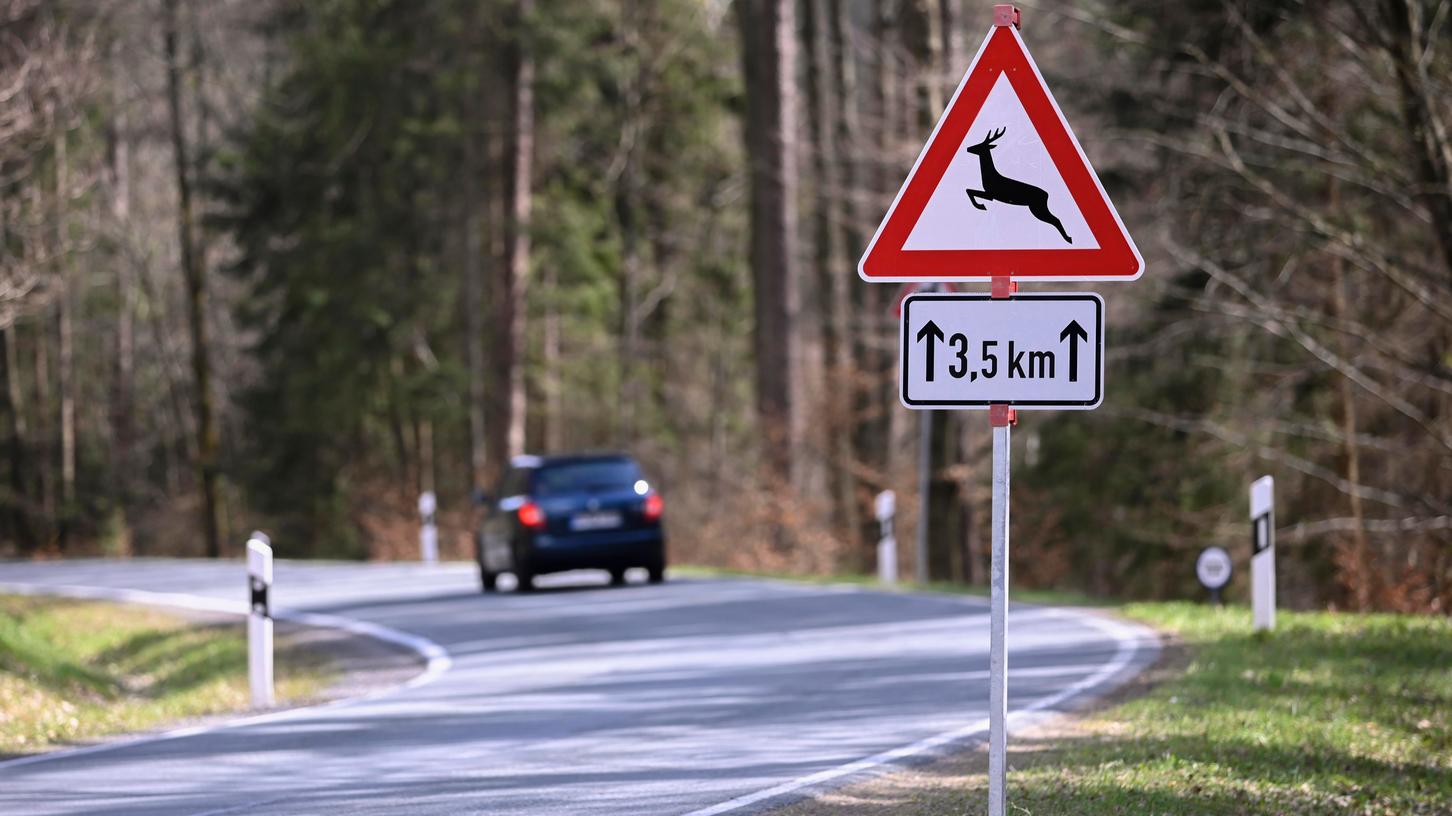 Wildunfälle: Deshalb steigt das Risiko im Herbst enorm Wildunfälle: Deshalb steigt das Risiko im Herbst enorm