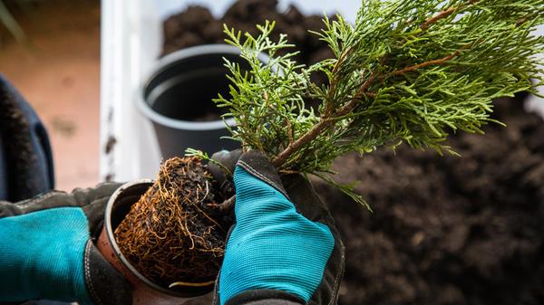 Eigentlich gilt der Herbst als die Pflanzzeit für Gehölze und Stauden. Aber frostempfindliche Obstgehölze wie Aprikose, Walnuss und Kiwi kommen am besten jetzt im Frühjahr in die Erde. Außerdem kann man im Frühling alle Beerensträucher pflanzen, von Himbeeren bis zu Johannisbeeren. Auch im Ziergarten ist die Pflanzzeit für Gehölze und Stauden nun ideal: Empfindliche Gräser, Stauden und Gehölze ziehen von der Gärtnerei oder Baumschule in das eigene Reich um. Bei den Stauden sind nun vor allem die Herbstblüher an der Reihe, wie Chrysanthemen, Astern und auch viele Gräser. Bei gutem Wetter darf man aber auch schon Sommerstauden wie Margheriten, Sonnenhut und Taglilien in die Erde setzen. Für die Anlage einer neuen Hecke ist der März ebenfalls gut geeignet.