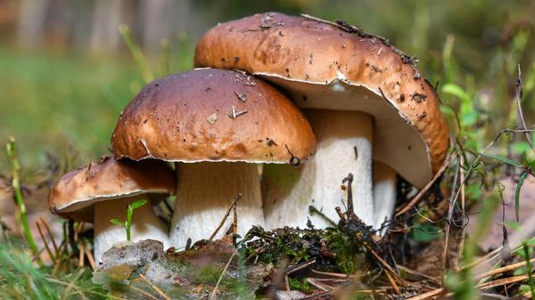 Pilze enthalten Kalzium, Magnesium und andere Mineralstoffe sowie Spurenelemente - etwa Mangan, Zink und Selen. Daneben beinhalten sie Vitamine, vor allem solche aus der B-Gruppe.
