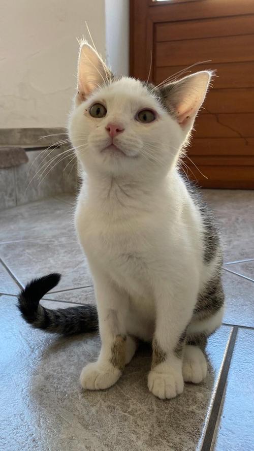 Den kleinen, getigert-weißen Kater „Wiggerl“ hat mit Sicherheit niemand vermisst, denn als der Kleine im Alter von etwa sechs Wochen in einem Garten in Lauterhofen-Gebertshofen gefunden wurde, war sein Zustand erbarmungswürdig. „Wiggerl“ war völlig unterernährt und seine Augen leuchteten rot, entzündet und eitrig aus seinem kleinen Gesichtchen. Der Kleine wurde auf einem privaten Pflegeplatz mit viel Liebe und Mühe aufgepäppelt und gesund gepflegt und aus ihm ist ein kleiner, liebenswerter Racker geworden, der nun mit seinen etwa 14 Wochen bereit ist, in ein geeignetes, liebevolles Für-immer-Zuhause umzuziehen. Ein etwa gleichaltriger Spielkamerad sollte vorhanden sein, denn „Wiggerl“ ist es auch nicht gewöhnt, den lieben langen Tag alleine zu sein. Falls für den Kleinen später einmal Freigang geplant ist, sollte das neue Zuhause verkehrsberuhigt liegen. Um die Ausbreitung der Pandemie nicht zu fördern und um unsere Mitarbeiter und Besucher zu schützen, wurde das Tierheim Neumarkt komplett für Besucher, Gassigeher und Katzenstreichler geschlossen. Um den Tieren jedoch nicht die Chance auf ein neues Zuhause zu verbauen, finden Tiervermittlung und Beratung dennoch telefonisch beziehungsweise nach vorheriger Terminvereinbarung zwischen 14.30 und 17 Uhr unter Telefon (0 91 81) 2 28 62 statt. In Notfällen und im Falle von Fundtieren ist das Tierheim ebenfalls unter dieser Telefonnummer erreichbar. Hier geht es zur Internet-Seite des Tierheims
Den kleinen, getigert-weißen Kater „Wiggerl“ hat mit Sicherheit niemand vermisst, denn als der Kleine im Alter von etwa sechs Wochen in einem Garten in Lauterhofen-Gebertshofen gefunden wurde, war sein Zustand erbarmungswürdig. „Wiggerl“ war völlig unterernährt und seine Augen leuchteten rot, entzündet und eitrig aus seinem kleinen Gesichtchen. Der Kleine wurde auf einem privaten Pflegeplatz mit viel Liebe und Mühe aufgepäppelt und gesund gepflegt und aus ihm ist ein kleiner, liebenswerter Racker geworden, der nun mit seinen etwa 14 Wochen bereit ist, in ein geeignetes, liebevolles Für-immer-Zuhause umzuziehen. Ein etwa gleichaltriger Spielkamerad sollte vorhanden sein, denn „Wiggerl“ ist es auch nicht gewöhnt, den lieben langen Tag alleine zu sein. Falls für den Kleinen später einmal Freigang geplant ist, sollte das neue Zuhause verkehrsberuhigt liegen. Um die Ausbreitung der Pandemie nicht zu fördern und um unsere Mitarbeiter und Besucher zu schützen, wurde das Tierheim Neumarkt komplett für Besucher, Gassigeher und Katzenstreichler geschlossen. Um den Tieren jedoch nicht die Chance auf ein neues Zuhause zu verbauen, finden Tiervermittlung und Beratung dennoch telefonisch beziehungsweise nach vorheriger Terminvereinbarung zwischen 14.30 und 17 Uhr unter Telefon (0 91 81) 2 28 62 statt. In Notfällen und im Falle von Fundtieren ist das Tierheim ebenfalls unter dieser Telefonnummer erreichbar. Hier geht es zur Internet-Seite des Tierheims
