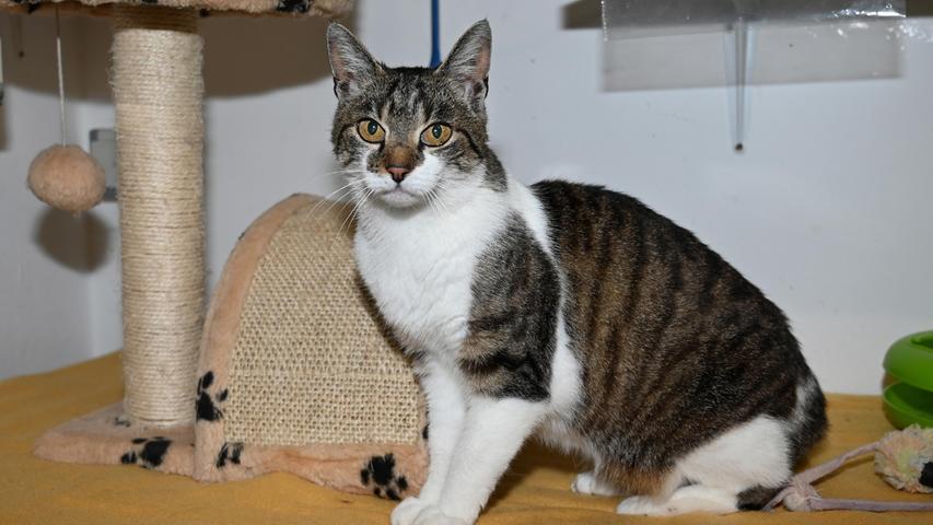 Ob die getigert-weiße Katzenlady ein eigenes Zuhause hat, ist leider nicht bekannt. Die etwa zwei Jahre alte Katze, die im Tierheim auf den Namen „Irmi“ getauft wurde, lief schon im Februar 2021 in Postbauer-Heng in der Deutschherrnstraße zu und sie hielt sich immer öfter und immer länger dort in einem Garten auf, zuletzt auch nachts. Insofern muss man fast davon ausgehen, dass „Irmi“ keine große Absicht mehr hatte, ihren Tag und auch die Nacht in ihrem eigentlichen Zuhause zu verbringen, oder es besteht auch die Möglichkeit, dass „Irmi“ ihr Zuhause nicht mehr findet. Wie leider so viele Katzen hat auch die zutrauliche „Irmi“ keinerlei Kennzeichnung, also keine Tätowierung und auch keinen Chip, so dass ihr richtiges Zuhause nicht festgestellt werden konnte. Wo wird die nette Kätzin vermisst? Um die Ausbreitung der Pandemie nicht zu fördern und um unsere Mitarbeiter und Besucher zu schützen, wurde das Tierheim Neumarkt komplett für Besucher, Gassigeher und Katzenstreichler geschlossen. Um den Tieren jedoch nicht die Chance auf ein neues Zuhause zu verbauen, finden Tiervermittlung und Beratung dennoch telefonisch beziehungsweise nach vorheriger Terminvereinbarung zwischen 14.30 und 17 Uhr unter Telefon (0 91 81) 2 28 62 statt. In Notfällen und im Falle von Fundtieren ist das Tierheim ebenfalls unter dieser Telefonnummer erreichbar. Hier geht es zur Internet-Seite des Tierheims
Ob die getigert-weiße Katzenlady ein eigenes Zuhause hat, ist leider nicht bekannt. Die etwa zwei Jahre alte Katze, die im Tierheim auf den Namen „Irmi“ getauft wurde, lief schon im Februar 2021 in Postbauer-Heng in der Deutschherrnstraße zu und sie hielt sich immer öfter und immer länger dort in einem Garten auf, zuletzt auch nachts. Insofern muss man fast davon ausgehen, dass „Irmi“ keine große Absicht mehr hatte, ihren Tag und auch die Nacht in ihrem eigentlichen Zuhause zu verbringen, oder es besteht auch die Möglichkeit, dass „Irmi“ ihr Zuhause nicht mehr findet. Wie leider so viele Katzen hat auch die zutrauliche „Irmi“ keinerlei Kennzeichnung, also keine Tätowierung und auch keinen Chip, so dass ihr richtiges Zuhause nicht festgestellt werden konnte. Wo wird die nette Kätzin vermisst? Um die Ausbreitung der Pandemie nicht zu fördern und um unsere Mitarbeiter und Besucher zu schützen, wurde das Tierheim Neumarkt komplett für Besucher, Gassigeher und Katzenstreichler geschlossen. Um den Tieren jedoch nicht die Chance auf ein neues Zuhause zu verbauen, finden Tiervermittlung und Beratung dennoch telefonisch beziehungsweise nach vorheriger Terminvereinbarung zwischen 14.30 und 17 Uhr unter Telefon (0 91 81) 2 28 62 statt. In Notfällen und im Falle von Fundtieren ist das Tierheim ebenfalls unter dieser Telefonnummer erreichbar. Hier geht es zur Internet-Seite des Tierheims
