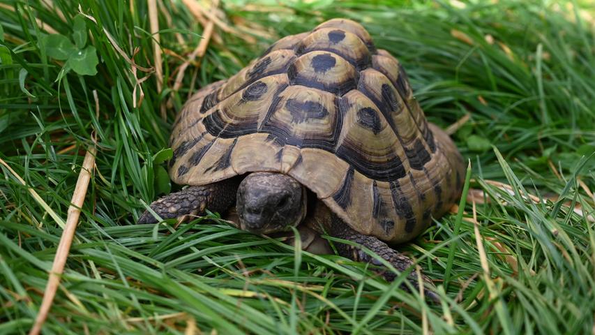 In der vergangenen Woche hat erneut eine Griechische Landschildkröte den Weg ins Tierheim Neumarkt gefunden. Die Schildkröte lief in einem Garten in Neumarkt am Altenhofweg zu. Wer in dieser Gegend vermisst seine Schildkröte? Um die Ausbreitung der Pandemie nicht zu fördern und um unsere Mitarbeiter und Besucher zu schützen, wurde das Tierheim Neumarkt komplett für Besucher, Gassigeher und Katzenstreichler geschlossen. Um den Tieren jedoch nicht die Chance auf ein neues Zuhause zu verbauen, finden Tiervermittlung und Beratung dennoch telefonisch beziehungsweise nach vorheriger Terminvereinbarung zwischen 14.30 und 17 Uhr unter Telefon (0 91 81) 2 28 62 statt. In Notfällen und im Falle von Fundtieren ist das Tierheim ebenfalls unter dieser Telefonnummer erreichbar. Hier geht es zur Internet-Seite des Tierheims
In der vergangenen Woche hat erneut eine Griechische Landschildkröte den Weg ins Tierheim Neumarkt gefunden. Die Schildkröte lief in einem Garten in Neumarkt am Altenhofweg zu. Wer in dieser Gegend vermisst seine Schildkröte? Um die Ausbreitung der Pandemie nicht zu fördern und um unsere Mitarbeiter und Besucher zu schützen, wurde das Tierheim Neumarkt komplett für Besucher, Gassigeher und Katzenstreichler geschlossen. Um den Tieren jedoch nicht die Chance auf ein neues Zuhause zu verbauen, finden Tiervermittlung und Beratung dennoch telefonisch beziehungsweise nach vorheriger Terminvereinbarung zwischen 14.30 und 17 Uhr unter Telefon (0 91 81) 2 28 62 statt. In Notfällen und im Falle von Fundtieren ist das Tierheim ebenfalls unter dieser Telefonnummer erreichbar. Hier geht es zur Internet-Seite des Tierheims