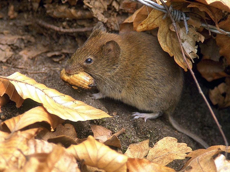 Zahl der Hantavirus-Infektionen in Bayern gestiegen | Nordbayern