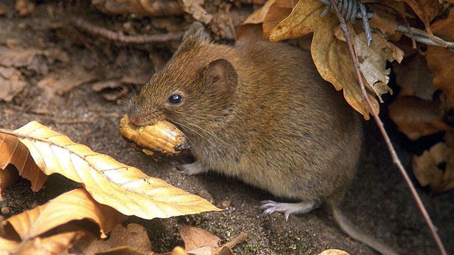 Zahl der Hantavirus-Infektionen in Bayern gestiegen | Nordbayern Zahl der Hantavirus-Infektionen in Bayern gestiegen | Nordbayern