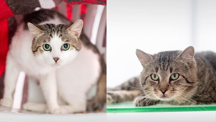 Oskar und Otto gehören zusammen. Die beiden vierjährigen Kater sind Freigänger und wären in einer ländlichen Umgebung gut aufgehoben. Sie brauchen etwas Zeit zur Eingewöhnung und ein ruhiges Zuhause ohne Kinder. Die beiden mögen andere Katzen. Oskar lässt sich noch nicht anfassen, ist aber sehr neugierig. Otto ist sehr lieb und verschmust, redet gerne und liegt gerne erhöht.
Mehr Informationen gibt es beim Tierheim Nürnberg, Stadenstraße 90, 90491 Nürnberg, Telefon (0911) 919890.
Oskar und Otto gehören zusammen. Die beiden vierjährigen Kater sind Freigänger und wären in einer ländlichen Umgebung gut aufgehoben. Sie brauchen etwas Zeit zur Eingewöhnung und ein ruhiges Zuhause ohne Kinder. Die beiden mögen andere Katzen. Oskar lässt sich noch nicht anfassen, ist aber sehr neugierig. Otto ist sehr lieb und verschmust, redet gerne und liegt gerne erhöht.
Mehr Informationen gibt es beim Tierheim Nürnberg, Stadenstraße 90, 90491 Nürnberg, Telefon (0911) 919890.