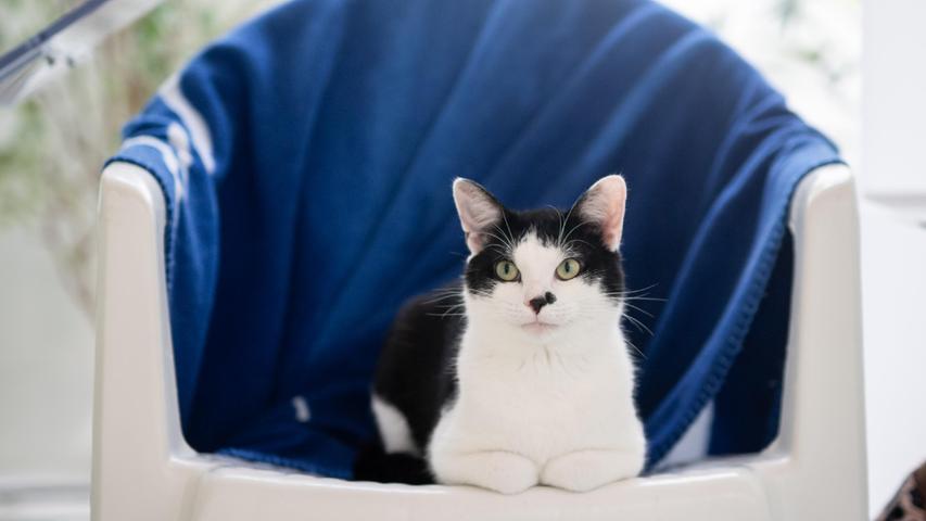 Der zweijährige Kater Olli sucht ein Zuhause mit einem gesicherten Balkon. Er ist sehr verspielt, mag Artgenossen, aber keine Kinder. Gesucht werden katzenerfahrene Leute, da Olli auch zickig werden kann. Anfangs wäre ein Einzelzimmer zur Eingewöhnung toll.
Mehr Informationen gibt es beim Tierheim Nürnberg, Stadenstraße 90, 90491 Nürnberg, Telefon (0911) 919890.
Der zweijährige Kater Olli sucht ein Zuhause mit einem gesicherten Balkon. Er ist sehr verspielt, mag Artgenossen, aber keine Kinder. Gesucht werden katzenerfahrene Leute, da Olli auch zickig werden kann. Anfangs wäre ein Einzelzimmer zur Eingewöhnung toll.
Mehr Informationen gibt es beim Tierheim Nürnberg, Stadenstraße 90, 90491 Nürnberg, Telefon (0911) 919890.