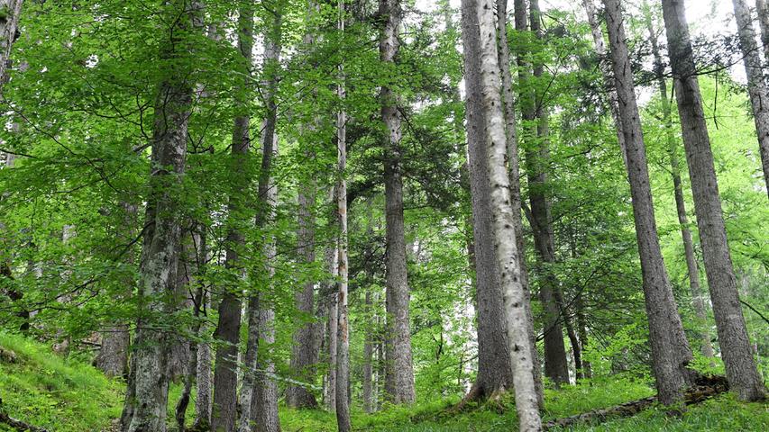 Auch der Wald leidet unter der Trockenheit. Im Landkreis wird untersucht, wie Dürreperioden vorhergesagt werden können.
Auch der Wald leidet unter der Trockenheit. Im Landkreis wird untersucht, wie Dürreperioden vorhergesagt werden können.