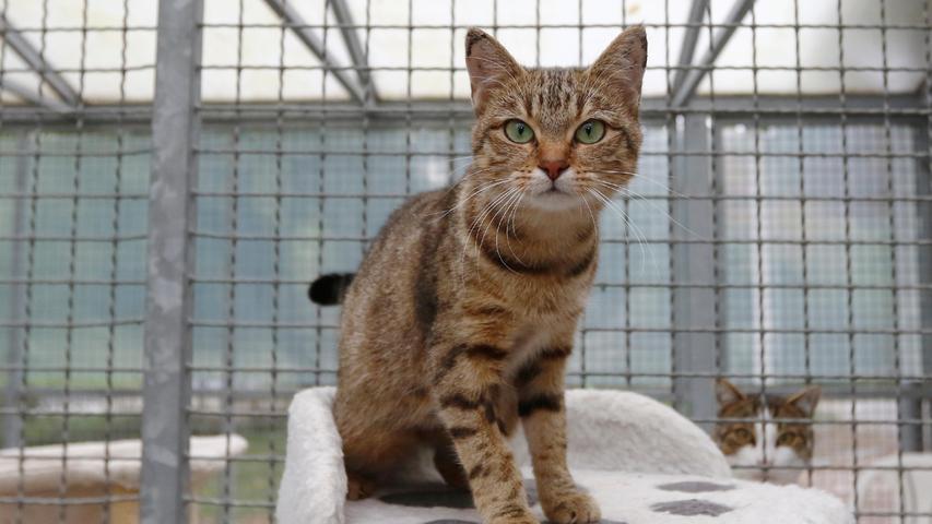In dieser Woche ist die wunderschön getigerte Katze „Malaika“ auf der Suche nach einem neuen, liebevollen Zuhause. Die etwa eineinhalb Jahre alte Katze kam zusammen mit ihren fünf Babys ins Tierheim, nachdem bei ihren damaligen Besitzern ein Umzug bevorstand und die insgesamt sechs Katzen nicht mitgenommen werden konnten. „Malaika“ hat ihre Babys liebevoll großgezogen und die Kleinen sind nun soweit, dass sie auf ihren eigenen Beinchen stehen und sich in Kürze auch nach einem eigenen Zuhause umsehen können. Würde sich die liebe und sehr zutrauliche Kätzin ihr Zuhause aussuchen dürfen, dann sähe das so aus: Nette Familie, nicht ständig abwesend und außer Haus, gerne mit schon größeren, vernünftigen Kindern, mit genügend Zeit für eine anhängliche Katze, mit Häuschen und Garten, verkehrsberuhigt gelegen. Aber am wichtigsten wäre es für die Schönheit mit den leuchtend grünen Augen, dass nicht schon eine Katze dort wohnt, denn „Malaika“ mag keine anderen Katzen.
Um die Ausbreitung der Pandemie nicht zu fördern und um unsere Mitarbeiter und Besucher zu schützen, wurde das Tierheim Neumarkt komplett für Besucher, Gassigeher und Katzenstreichler geschlossen. Um den Tieren jedoch nicht die Chance auf ein neues Zuhause zu verbauen, finden Tiervermittlung und Beratung dennoch telefonisch beziehungsweise nach vorheriger Terminvereinbarung zwischen 14.30 und 17 Uhr unter Telefon (0 91 81) 2 28 62 statt. In Notfällen und im Falle von Fundtieren ist das Tierheim ebenfalls unter dieser Telefonnummer erreichbar. Hier geht es zur Internet-Seite des Tierheims
In dieser Woche ist die wunderschön getigerte Katze „Malaika“ auf der Suche nach einem neuen, liebevollen Zuhause. Die etwa eineinhalb Jahre alte Katze kam zusammen mit ihren fünf Babys ins Tierheim, nachdem bei ihren damaligen Besitzern ein Umzug bevorstand und die insgesamt sechs Katzen nicht mitgenommen werden konnten. „Malaika“ hat ihre Babys liebevoll großgezogen und die Kleinen sind nun soweit, dass sie auf ihren eigenen Beinchen stehen und sich in Kürze auch nach einem eigenen Zuhause umsehen können. Würde sich die liebe und sehr zutrauliche Kätzin ihr Zuhause aussuchen dürfen, dann sähe das so aus: Nette Familie, nicht ständig abwesend und außer Haus, gerne mit schon größeren, vernünftigen Kindern, mit genügend Zeit für eine anhängliche Katze, mit Häuschen und Garten, verkehrsberuhigt gelegen. Aber am wichtigsten wäre es für die Schönheit mit den leuchtend grünen Augen, dass nicht schon eine Katze dort wohnt, denn „Malaika“ mag keine anderen Katzen.
Um die Ausbreitung der Pandemie nicht zu fördern und um unsere Mitarbeiter und Besucher zu schützen, wurde das Tierheim Neumarkt komplett für Besucher, Gassigeher und Katzenstreichler geschlossen. Um den Tieren jedoch nicht die Chance auf ein neues Zuhause zu verbauen, finden Tiervermittlung und Beratung dennoch telefonisch beziehungsweise nach vorheriger Terminvereinbarung zwischen 14.30 und 17 Uhr unter Telefon (0 91 81) 2 28 62 statt. In Notfällen und im Falle von Fundtieren ist das Tierheim ebenfalls unter dieser Telefonnummer erreichbar. Hier geht es zur Internet-Seite des Tierheims