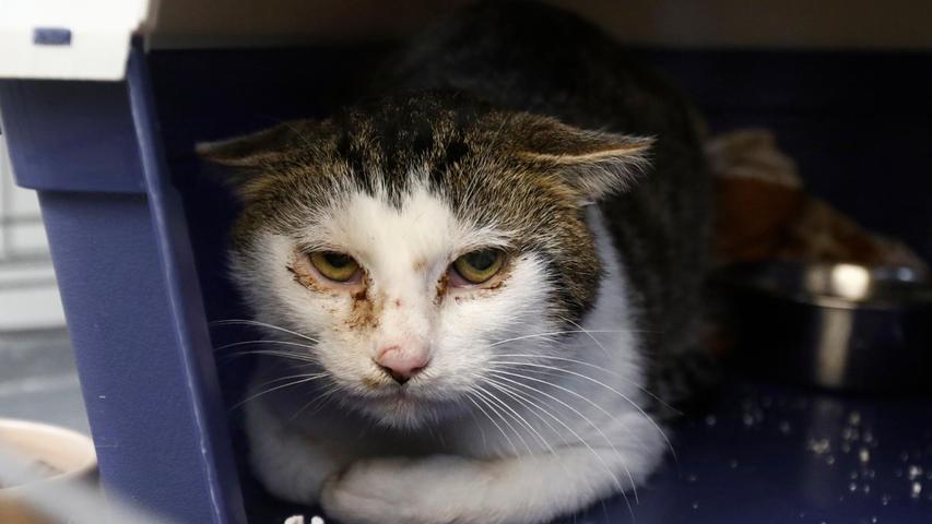 Ebenfalls getigert-weiß ist der Kater, der am 4. Oktober in Neumarkt-Stauf am Kopernikusring zulief. Der Kater ist schon etwa drei bis vier Jahre alt und er sieht so aus, als ob er schon einige Zeit draußen unterwegs gewesen wäre. Wer kennt diesen Kater oder wer weiß, wem er gehört? Um die Ausbreitung der Pandemie nicht zu fördern und um unsere Mitarbeiter und Besucher zu schützen, wurde das Tierheim Neumarkt komplett für Besucher, Gassigeher und Katzenstreichler geschlossen. Um den Tieren jedoch nicht die Chance auf ein neues Zuhause zu verbauen, finden Tiervermittlung und Beratung dennoch telefonisch beziehungsweise nach vorheriger Terminvereinbarung zwischen 14.30 und 17 Uhr unter Telefon (0 91 81) 2 28 62 statt. In Notfällen und im Falle von Fundtieren ist das Tierheim ebenfalls unter dieser Telefonnummer erreichbar. Hier geht es zur Internet-Seite des Tierheims
Ebenfalls getigert-weiß ist der Kater, der am 4. Oktober in Neumarkt-Stauf am Kopernikusring zulief. Der Kater ist schon etwa drei bis vier Jahre alt und er sieht so aus, als ob er schon einige Zeit draußen unterwegs gewesen wäre. Wer kennt diesen Kater oder wer weiß, wem er gehört? Um die Ausbreitung der Pandemie nicht zu fördern und um unsere Mitarbeiter und Besucher zu schützen, wurde das Tierheim Neumarkt komplett für Besucher, Gassigeher und Katzenstreichler geschlossen. Um den Tieren jedoch nicht die Chance auf ein neues Zuhause zu verbauen, finden Tiervermittlung und Beratung dennoch telefonisch beziehungsweise nach vorheriger Terminvereinbarung zwischen 14.30 und 17 Uhr unter Telefon (0 91 81) 2 28 62 statt. In Notfällen und im Falle von Fundtieren ist das Tierheim ebenfalls unter dieser Telefonnummer erreichbar. Hier geht es zur Internet-Seite des Tierheims