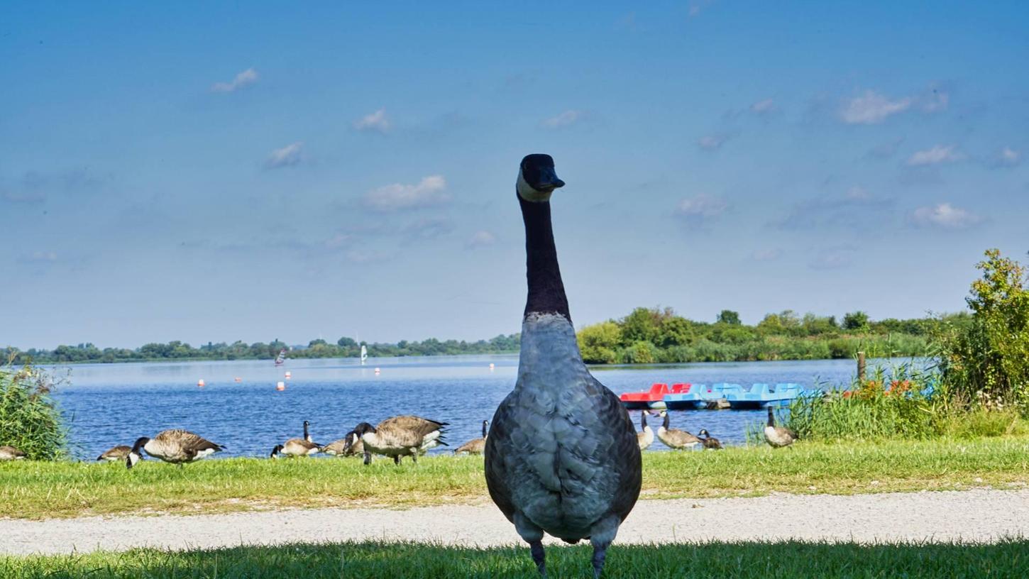 Am Altmühlsee sind die Gänse mittlerweile zur echten Plage geworden. Rund 3500 Tiere sollen sich dort inzwischen tummeln. 