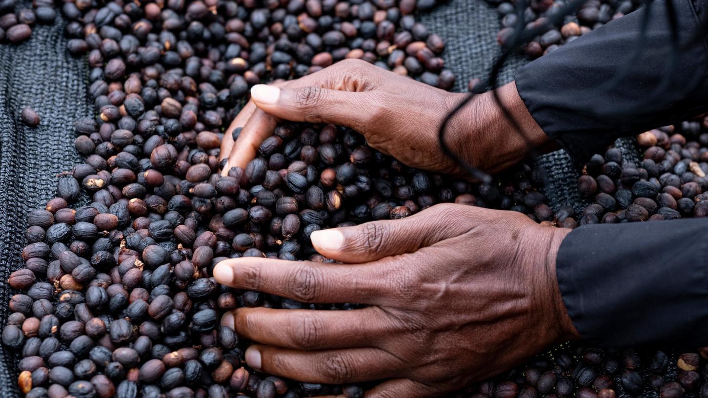 Arabica und Robusta sind die herkömmlichen Kaffeesorten in Deutschland.