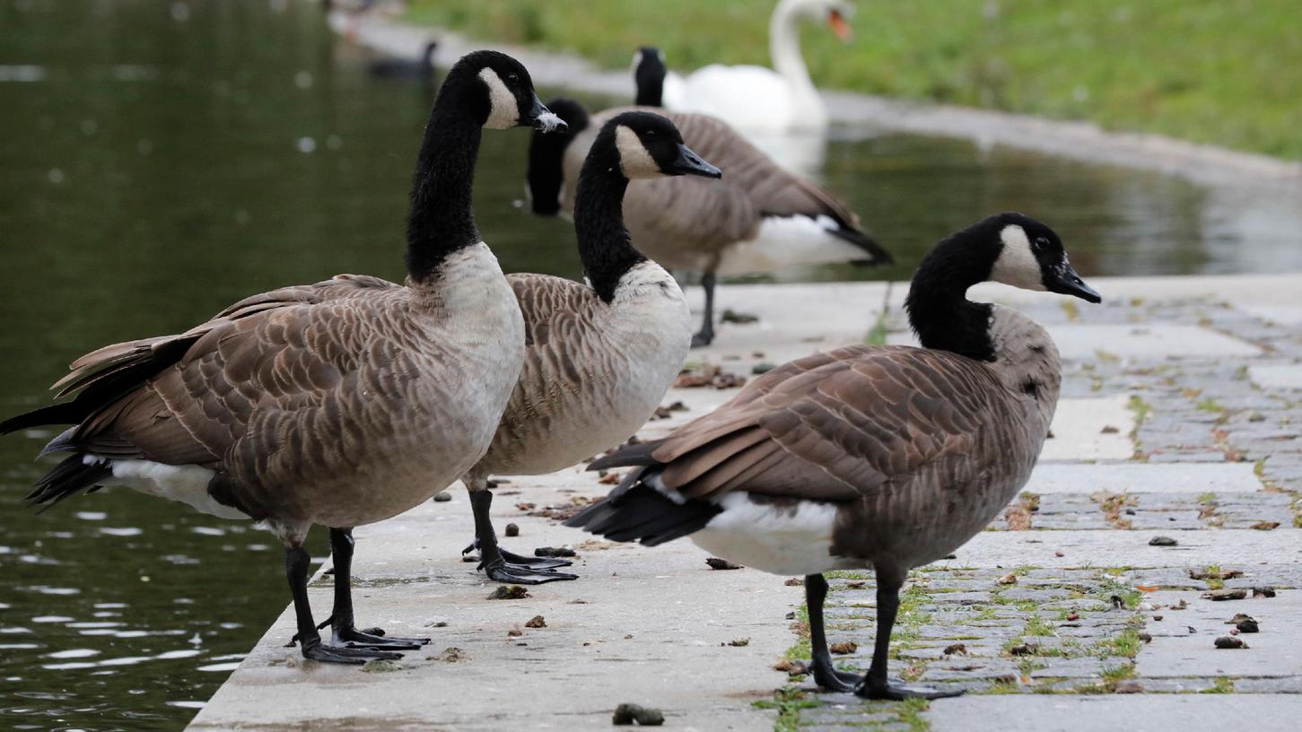 Kanadagänse verunreinigen in Nürnberg nicht nur den Strand am Wöhrder See, sondern auch den Stadtpark.
Kanadagänse verunreinigen in Nürnberg nicht nur den Strand am Wöhrder See, sondern auch den Stadtpark.
