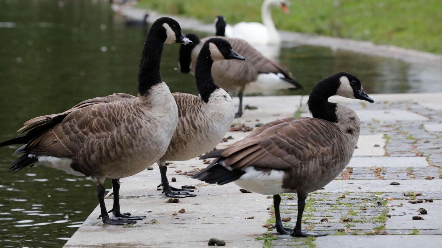 Kanadagänse verunreinigen in Nürnberg nicht nur den Strand am Wöhrder See, sondern auch den Stadtpark.