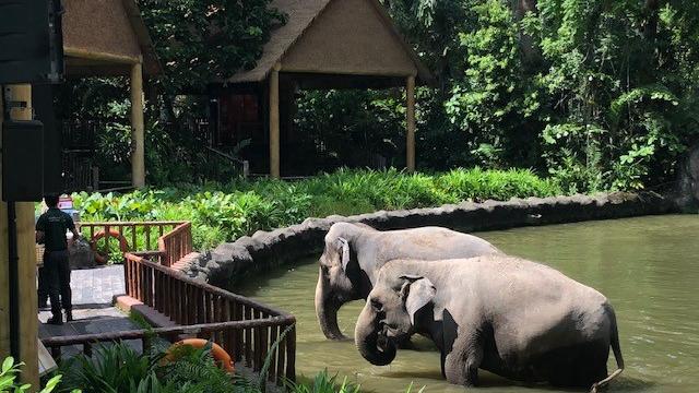 Im "Singapore Zoo" kommt man den Elefanten in traumhafter Umgebung besonders nah und darf sie sogar füttern.