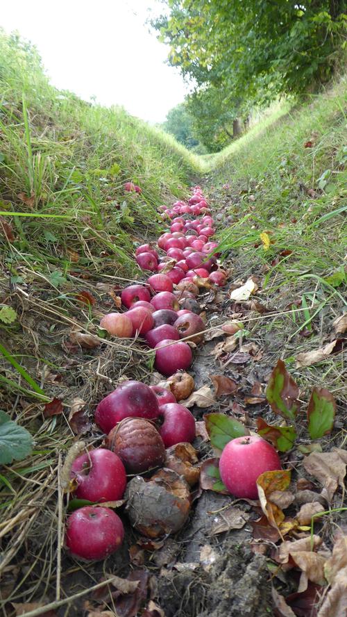 Schade: Viele reife Äpfel landen im Straßengraben, statt geerntet zu werden.
