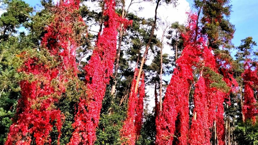 Wie Girlanden umrankt der Wilde Wein in seiner roten Herbstfärbung die Föhren.
