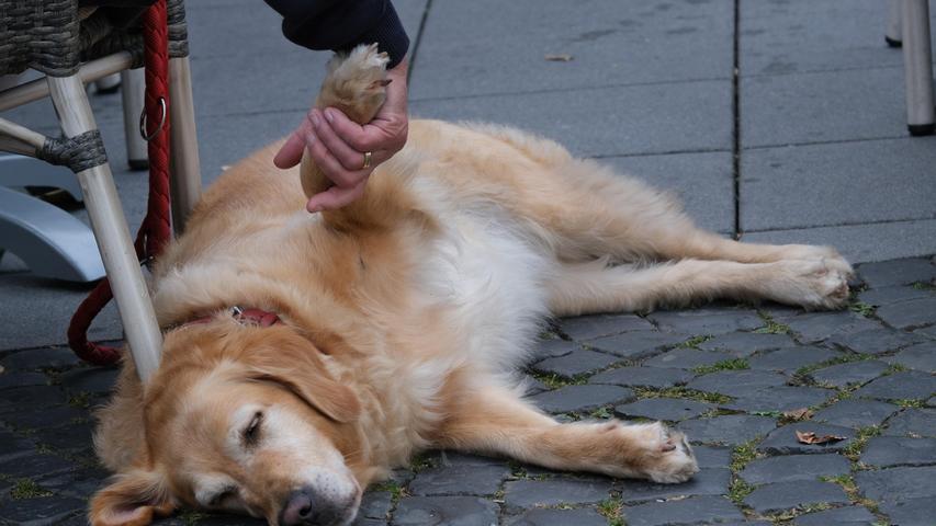 Hund und Herrchen, Hand in Hand – ein Bild von Vertrauen bei einer genussvollen Pause im Straßen-Café. - Seelen-Futter.
