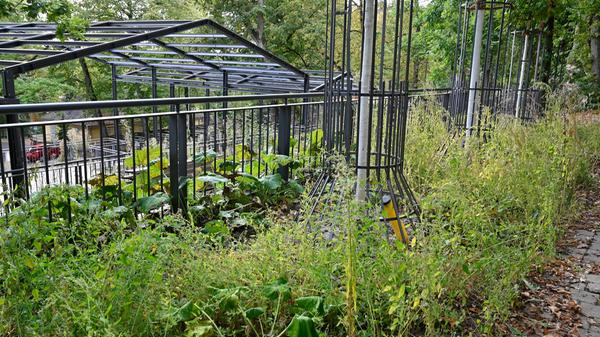 Liebhaber wilder Vegetation mag es freuen, doch für viele Erlangerinnen und Erlanger ist der Anblick des Bergkirchweihgeländes seit geraumer Zeit ein mehr als unschöner: Alle Keller sind mit massiven Metall-Bauzäunen eingegittert und verrammelt.