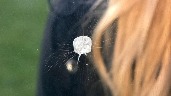 Kunstwerk Rohihlahla