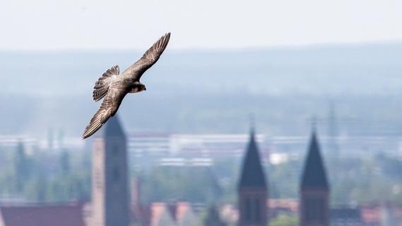 Gegen Scheibe geprallt: Wanderfalke fand am Nürnberger Zukunftsmuseum den Tod