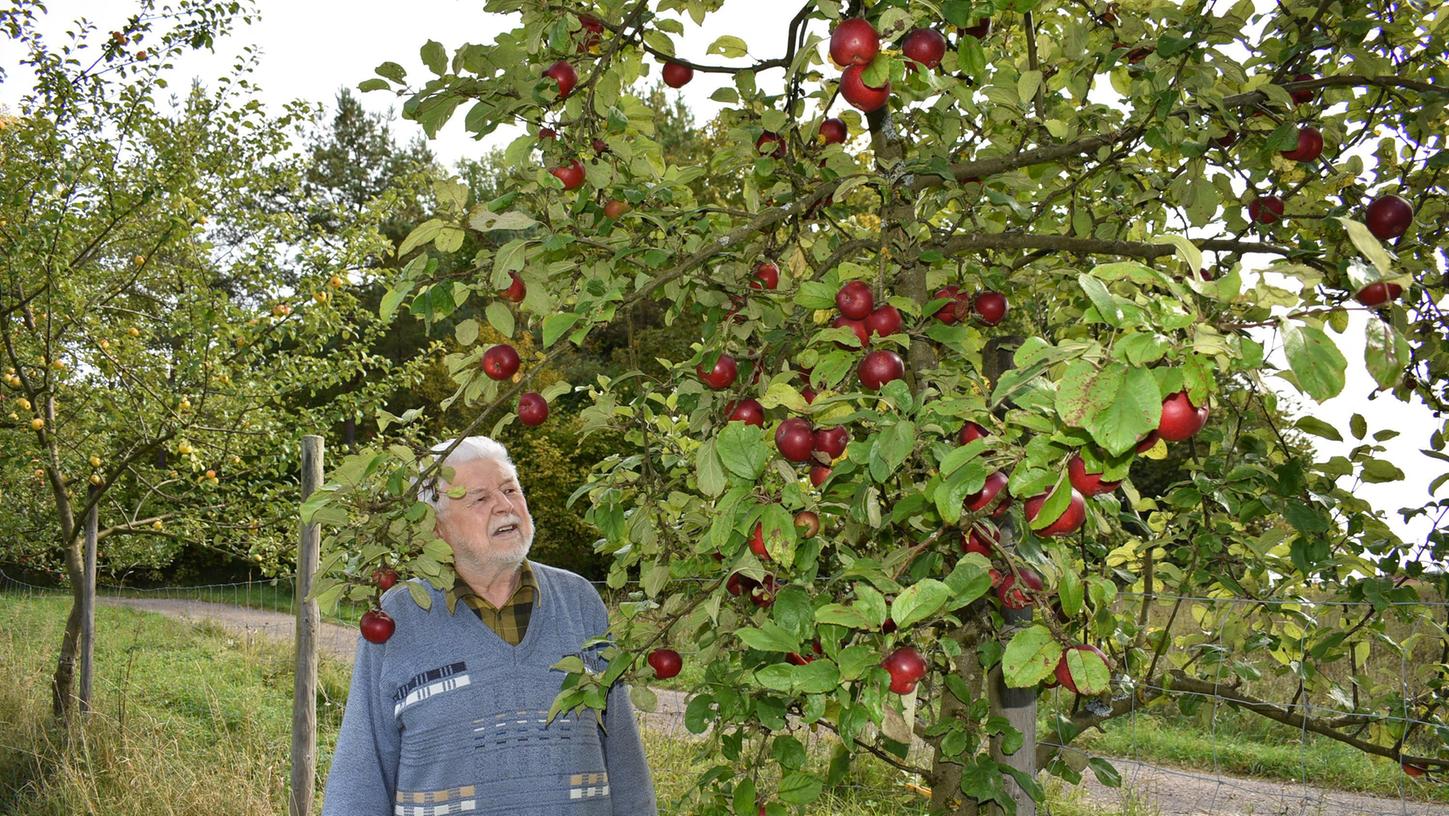 Knackig rot leuchten die Früchte des Effeltricher Bananenapfels. Darüber freut sich Tobias Vogel. Knackig rot leuchten die Früchte des Effeltricher Bananenapfels. Darüber freut sich Tobias Vogel.
