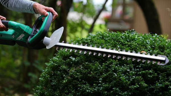 Jetzt wieder möglich: Starker Rückschnitt der Hecke im Herbst