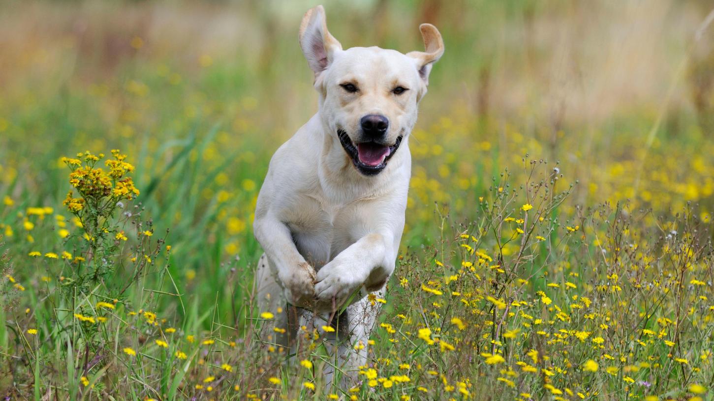 Ein Hund springt fröhlich durch eine Wiese. Doch um seine Hinterlassenschaften muss sich der Halter kümmern.