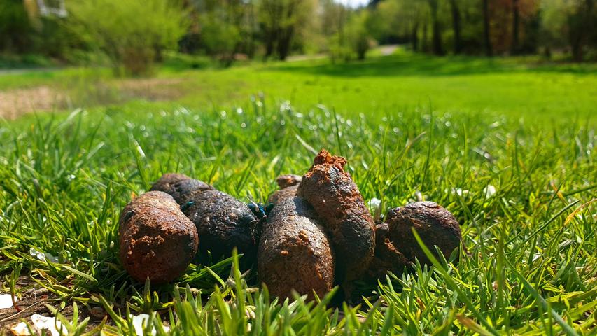 Hundehaufen in der Wiese und auf Wegen ärgern viele Bürgerinnen und Bürger.