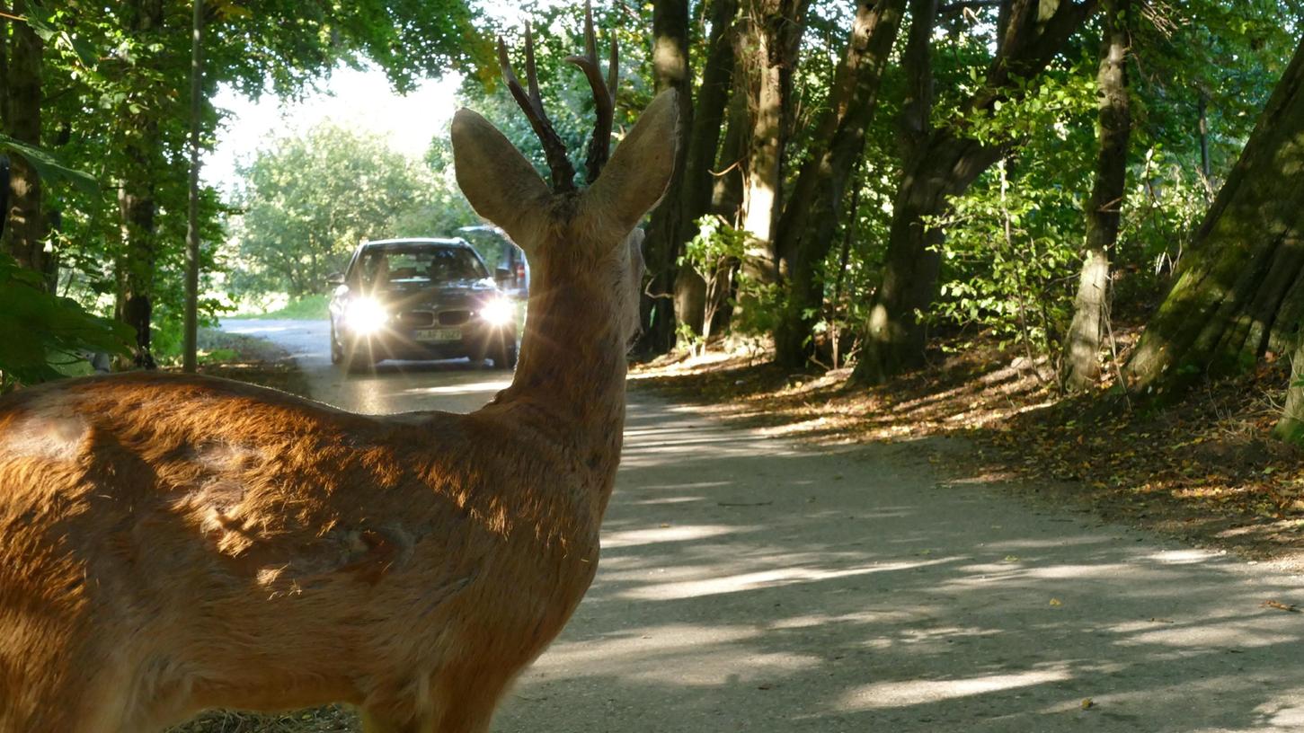 Ein solches Szenario wird in den kommenden Monaten wieder wahrscheinlicher. Auf der Suche nach Nahrung überqueren Rehe öfter auch Straßen.