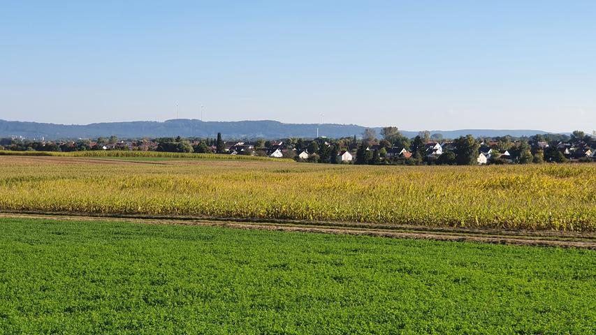 Wildgewordene Wildsau in Neumarkt: Fahrradfahrer verletzt, Zäune ramponiert