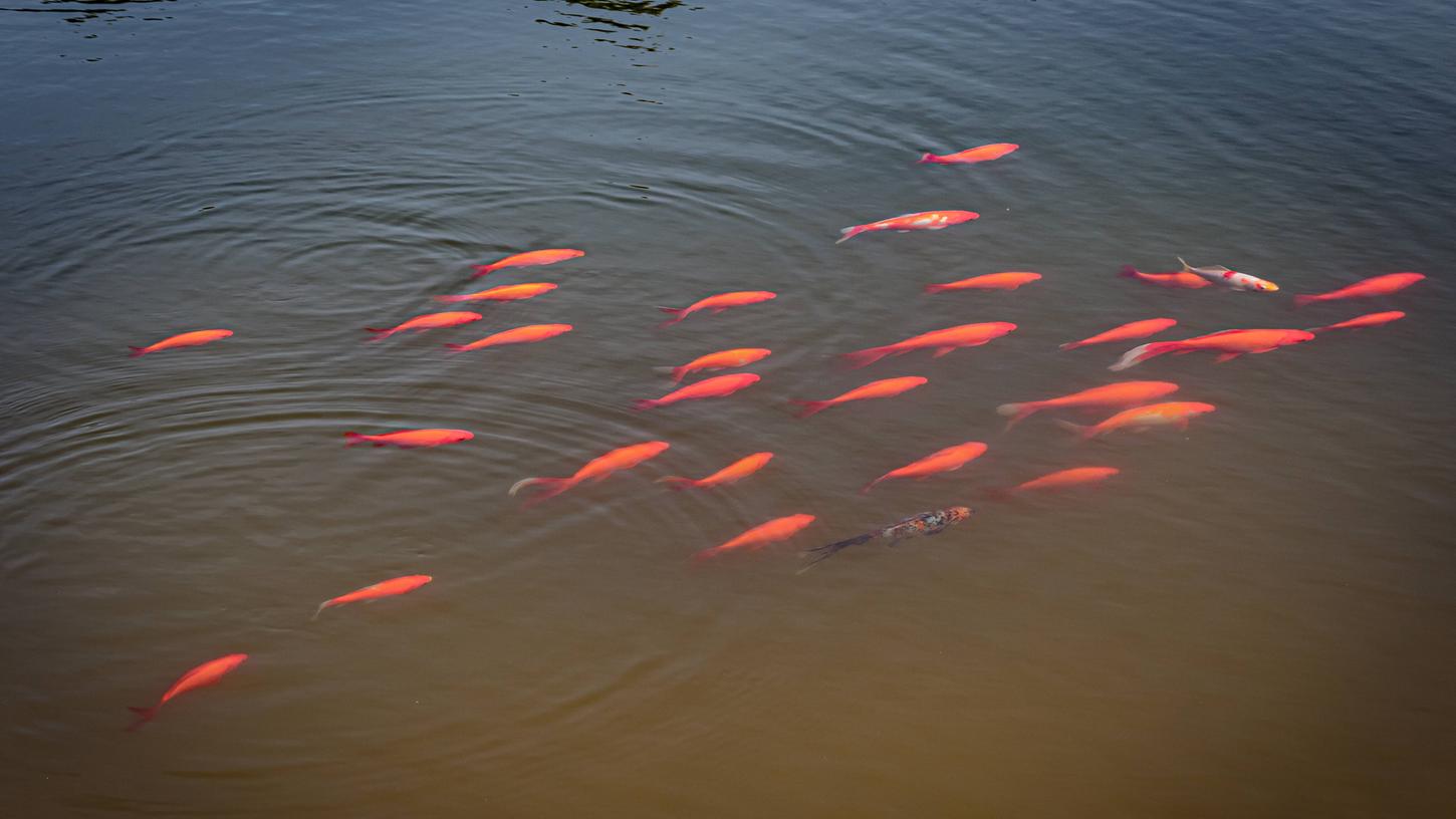 Unbekannte klauen 25 Goldfische aus Teich in Forchheim