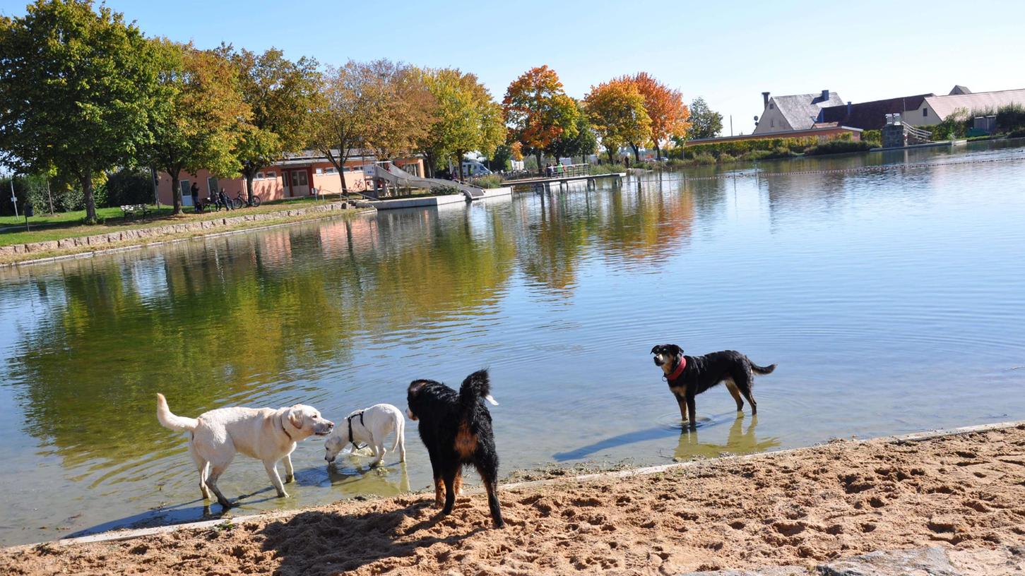 Im Merkendorf Naturfreibad Weißbachmühle stand zum Saisonende der 1. Hundebadetag an. Rund 30 Fellnasen und ihre Besitzer nahmen diese Angebot gerne an.
Im Merkendorf Naturfreibad Weißbachmühle stand zum Saisonende der 1. Hundebadetag an. Rund 30 Fellnasen und ihre Besitzer nahmen diese Angebot gerne an.