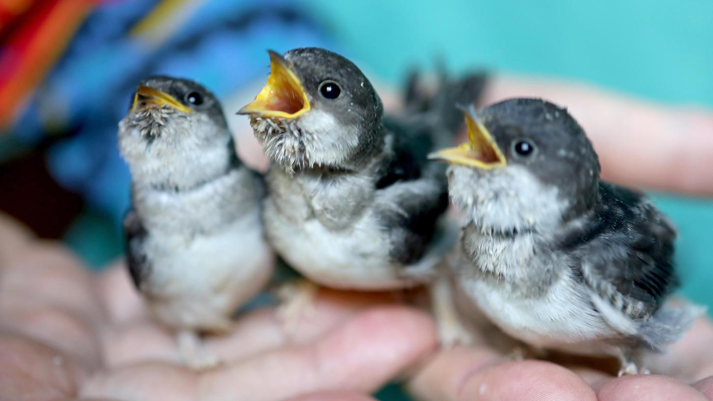 Drei junge Mehlschwalben, die aus ihrem Nest gesprungen sind, wurden nun per Hand hochgepäppelt. Drei junge Mehlschwalben, die aus ihrem Nest gesprungen sind, wurden nun per Hand hochgepäppelt.